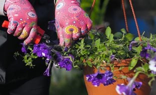 Prunig Petunias, Cutting Back Petunias
Shutterstock.com
New York, NY