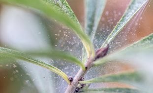 Spider Mites On Houseplant, Spider Mites
Shutterstock.com
New York, NY