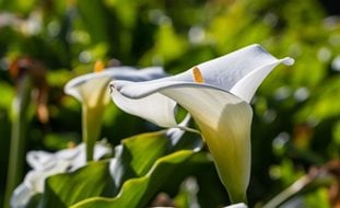 Zantedeschia Aethiopica
Garden Design
Calimesa, CA