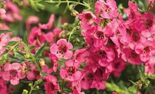 Angelface Cascade Pink, Angelonia Hybrid, Pink Angelonia
Proven Winners
Sycamore, IL