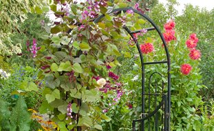 Arched Arbor With Annual Vines, Arbor Over Walkway
Garden Design
Calimesa, CA