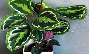 Calathea Plant, Prayer Plant
Shutterstock.com
New York, NY