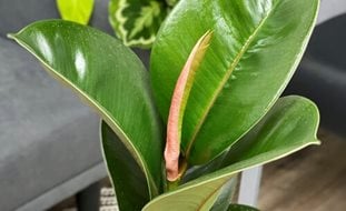 Chloe Rubber Plant, Ficus Elastica
Proven Winners
Sycamore, IL