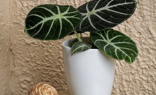 Mythic Ninja Alocasia, Alocasia Reginula, Jewel Alocasia
Proven Winners
Sycamore, IL