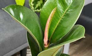 Chloe Rubber Plant, Ficus Elastica
Proven Winners
Sycamore, IL