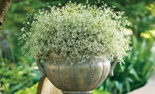 Diamond Frost Euphorbia, Annual Euphorbia, Container Plant
Proven Winners
Sycamore, IL