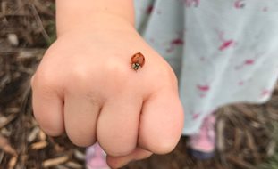 Hand With Ladybug
Garden Design
Calimesa, CA