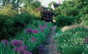 Purple Alliums, White California Poppies
Garden Design
Calimesa, CA