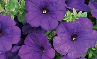 Royal Velvet Supertunia, Purple Flower, Purple Petunia
Proven Winners
Sycamore, IL