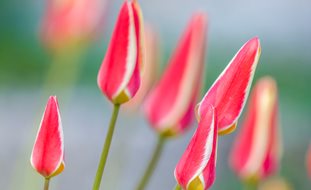 Tulipa Clusiana
Garden Design
Calimesa, CA