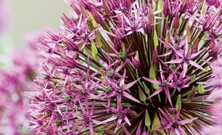 A . Hollandicum "purple Sensation'
Garden Design
Calimesa, CA