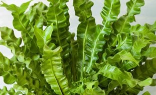 Asplenium Nidus, Tropical Fern, Bathroom Plant
Shutterstock.com
New York, NY