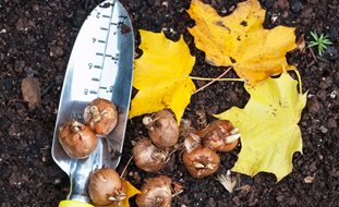 Fall Bulb Planting 
Alamy Stock Photo
Brooklyn, NY