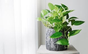 Golden Pothos, Pothos Plant
Shutterstock.com
New York, NY