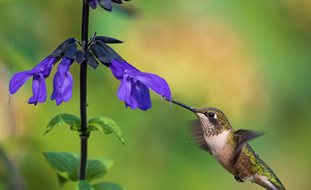 Hummingbird And Salvia Plant, Hummingbird, Salvia Plant
Shutterstock.com
New York, NY