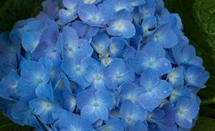 Let's Dance Blue Jangles Hydrangea, Bigleaf Hydrangea, Hydrangea Arborescens, Blue Flower
Proven Winners
Sycamore, IL