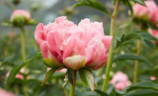 Pink Hawaiian Coral, Herbaceous Peony
Garden Design
Calimesa, CA