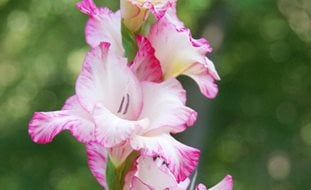 Priscilla Gladiolus, White And Pink Gladiolus
Shutterstock.com
New York, NY