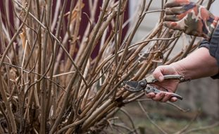 Pruning Dormant Shrub
Shutterstock.com
New York, NY