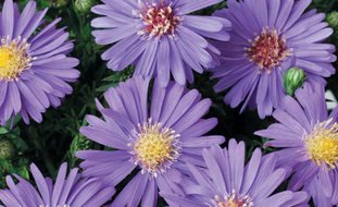 Sapphire Mist Aster, Purple Flower, Aster
Proven Winners
Sycamore, IL