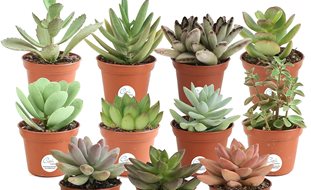 Succulents, Succulent Plants
Costa Farms
Miami, FL