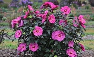 Summerific Berry Awesome Hibiscus, Pink Flower, Rose Mallow
Proven Winners
Sycamore, IL
