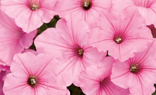 Supertunia, Vista Bubblegum, Pink Petunia
Proven Winners
Sycamore, IL