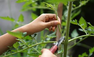 Trimming Tomato Suckers, Tomato Suckers
Shutterstock.com
New York, NY