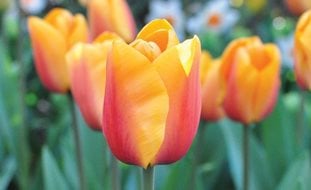 Tulip, Orange Flower
Garden Design
Calimesa, CA