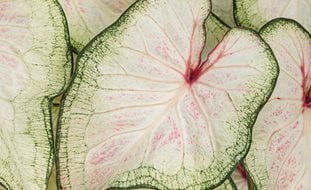 White Wonder Caladium, Strap Leaf Caladium, White Leaves
Proven Winners
Sycamore, IL