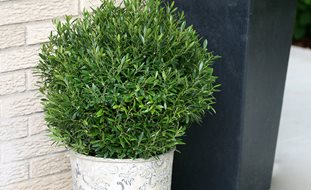 Gem Box Holly, Evergreen Shrub, Inkberry Holly
Proven Winners
Sycamore, IL