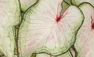 White Wonder Caladium, Strap Leaf Caladium, White Leaves
A Rustic Perennial Paradise
Proven Winners
Sycamore, IL