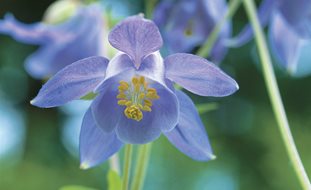 Blue Columbine, Aquilegia Vulgaris
Garden Design
Calimesa, CA