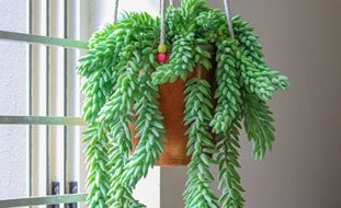 Burro's Tail Plant, Sedum Morganum, Indoor Hanging Plant
Shutterstock.com
New York, NY