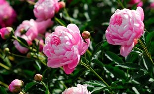 Pink Peony, Paeonia Lactiflora
123RF
Chicago, IL