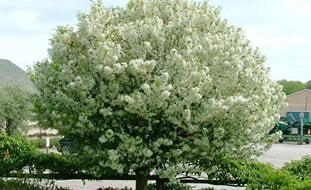 Lollipop Crabapple Tree, Malus 'lollizam', White Flowering Tree
Ornamental Grasses in Pots
Spring Meadow Nursery
Grand Haven, MI
