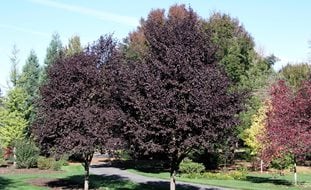 Purple Plum, Ornamental Plum
Ornamental Grasses in Pots
Alamy Stock Photo
Brooklyn, NY