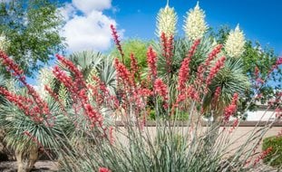 Aloe And Yucca Desert Landscape, Desert Landscaping
Shutterstock.com
New York, NY