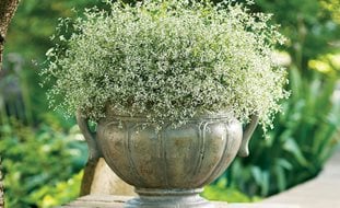 Diamond Frost Euphorbia, Annual Euphorbia, Container Plant
Proven Winners
Sycamore, IL