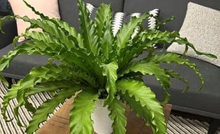 Living Lace Victoria Japanese Bird's Nest Fern, Bird's Nest Fern, Asplenium
Proven Winners
Sycamore, IL