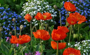 Poppies, Orange Flowers
Garden Design
Calimesa, CA
