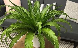 Living Lace Victoria Japanese Bird's Nest Fern, Bird's Nest Fern, Asplenium
Proven Winners
Sycamore, IL