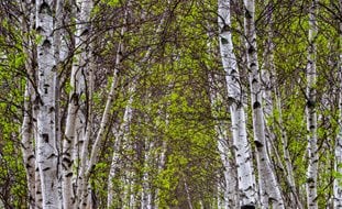 Paper Birch, Path, Acadia National Park
Alamy Stock Photo
Brooklyn, NY
