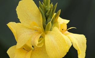 Toucan Yellow Flower, Yellow Canna Flower
Proven Winners
Sycamore, IL