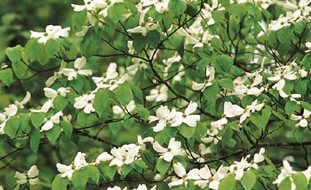 White Dogwood, Dogwood Blooms
Garden Design
Calimesa, CA