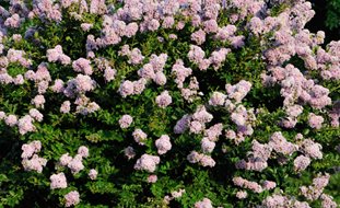 Lagerstroemia Indica, Crape Myrtle, Flowering Tree
Ornamental Grasses in Pots
Alamy Stock Photo
Brooklyn, NY