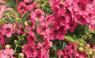 Angelface Cascade Pink, Angelonia Hybrid, Pink Angelonia
Proven Winners
Sycamore, IL