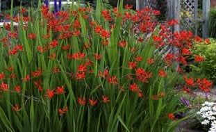 Crocosmia Lucifer In Garden, Lucifer Flower
Walters Gardens