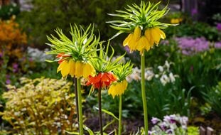 Crown Imperial Fritillaria Flowers
Shutterstock.com
New York, NY
