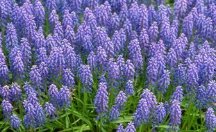 Muscari Armeniacum, Muscari Flower
Garden Design
Calimesa, CA
